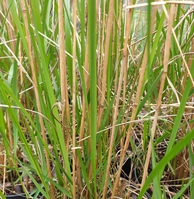 Calamagrostis acutiflora 'Karl Foerster'